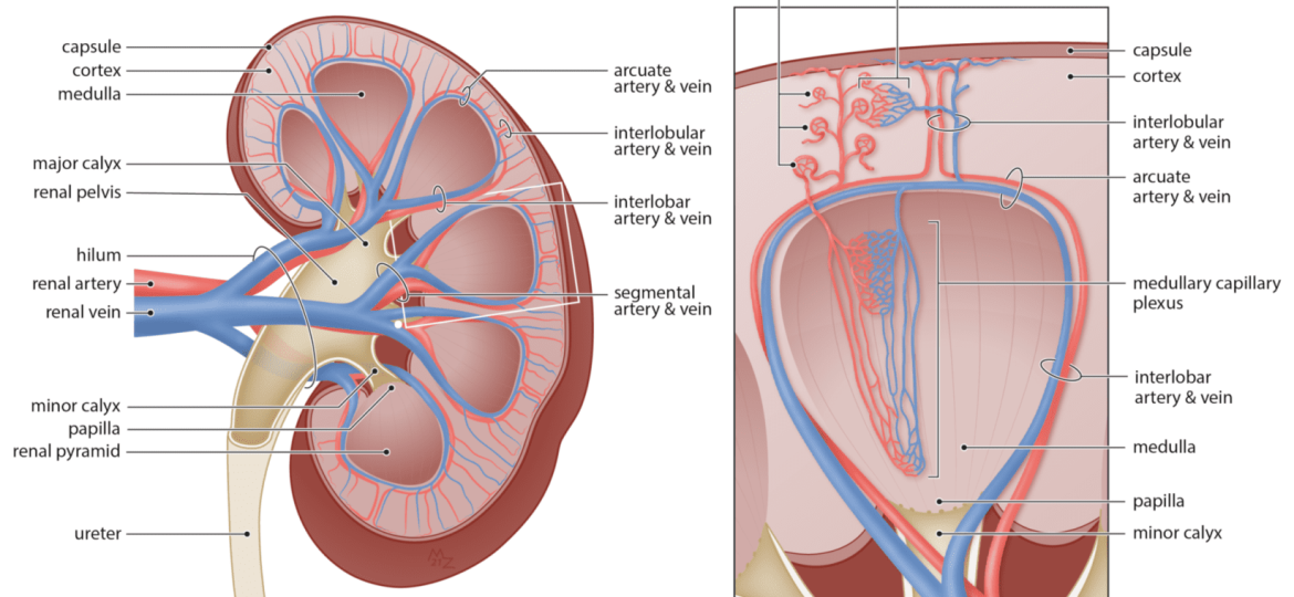 Renal Vein/Artery Sterosis